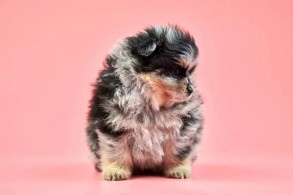 Pomerania Spitz cucciolo su sfondo rosa — Foto Stock