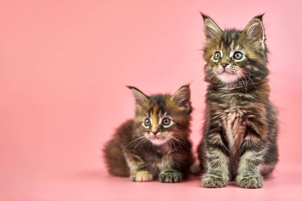 Maine coon tortoiseshell kittens — 스톡 사진