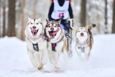 Husky kızak köpek yarışı