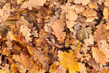 Sonbahar yaprakları, üstten görünüm