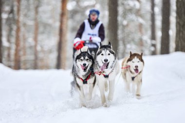 Sibirya Husky kızak köpeği yarışı