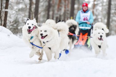 Samoyed kızak köpek yarışı