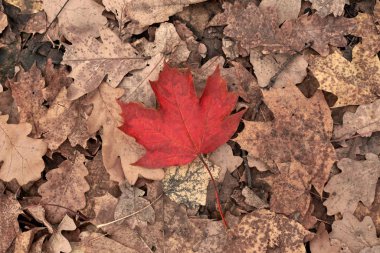 Sarı arka planda kırmızı sonbahar yaprağı