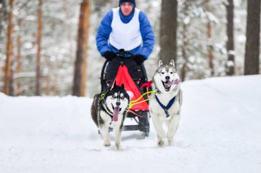 Husky kızak köpek yarışı