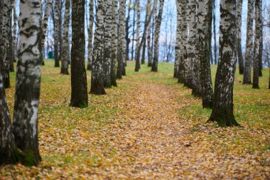 Sonbahar huş ağacı orman sokağı