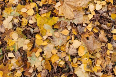 Sonbahar yaprakları, üstten görünüm