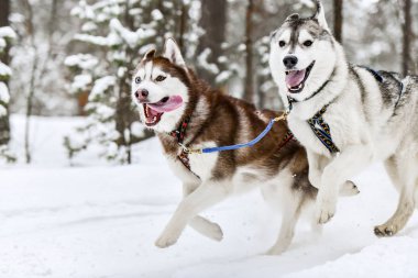 Husky kızak köpeği koşuyor.