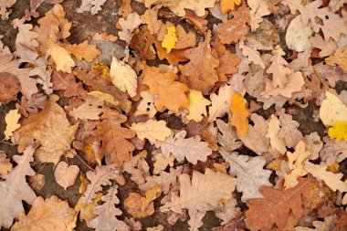 Sonbahar yaprakları, üstten görünüm