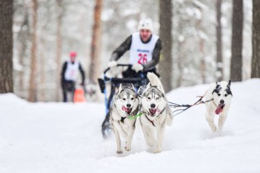Husky kızak köpek yarışı