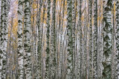 Yoğun huş ağacı ormanı