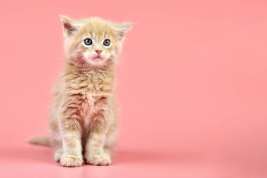 Maine Rakun Kremalı Kedicik