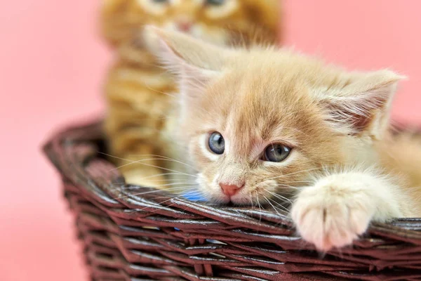Maine coon gatitos en cesta, rojo y crema — Foto de Stock