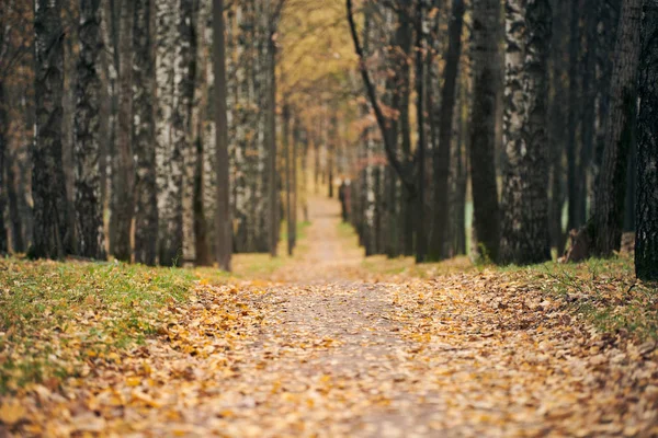 Höstens skogsstig — Stockfoto