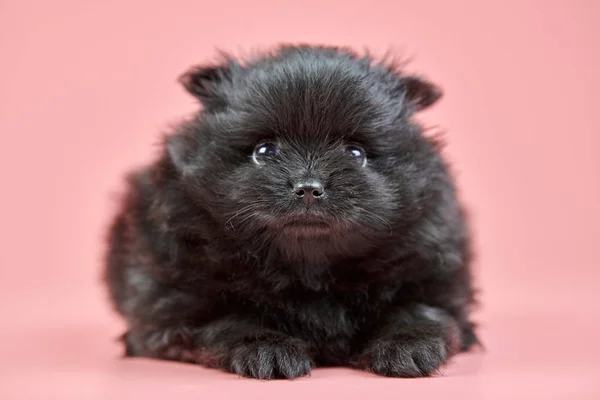 Pomeranian Spitz puppy, copy space on pink background — Stock Photo, Image