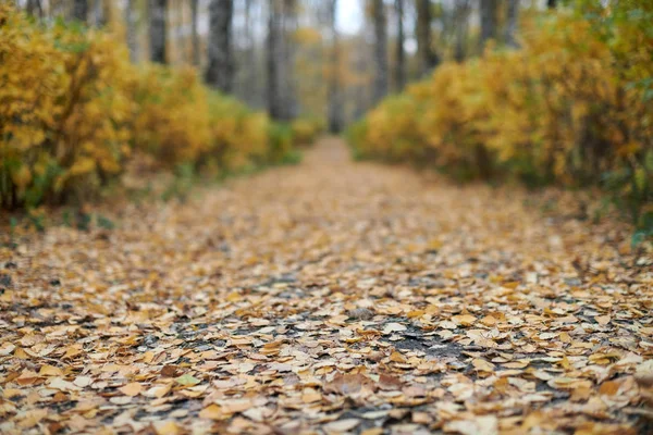 Camino del parque de otoño — Foto de Stock