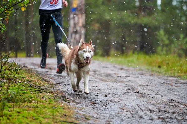 Canicross cão mushing corrida — Fotografia de Stock