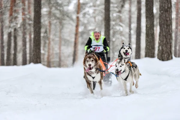 Husky sled dog racing
