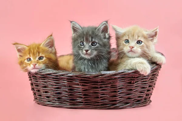 Três gatinhos Maine casulo na cesta — Fotografia de Stock