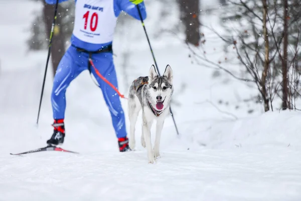 Pes skijoring soutěž — Stock fotografie