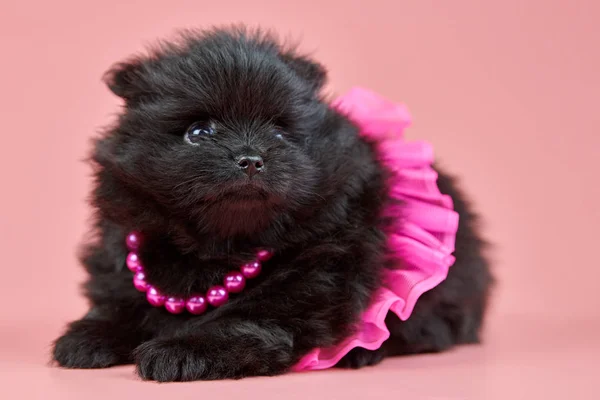 Pomerania Spitz cucciolo in gonna con perline su sfondo rosa — Foto Stock