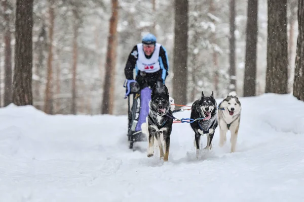Husky sled dog race — Stockfoto