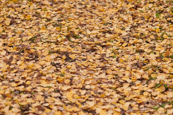 Осенние листья в городском парке — стоковое фото