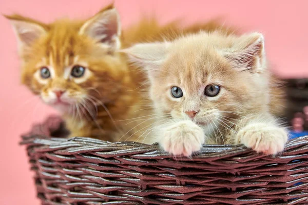 Maine coon kittens in basket, red and cream — 스톡 사진