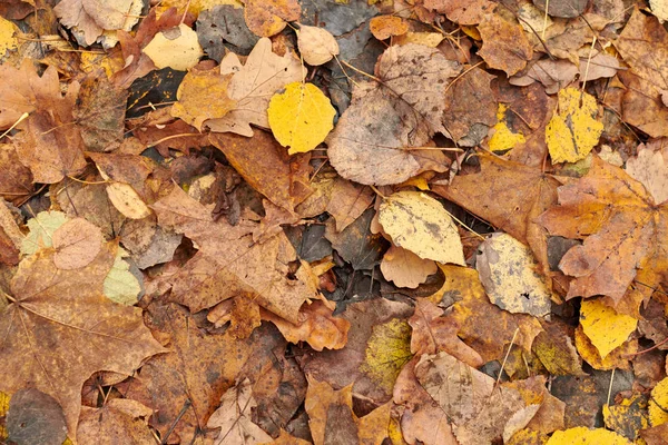 Foglie d'autunno, vista dall'alto — Foto Stock