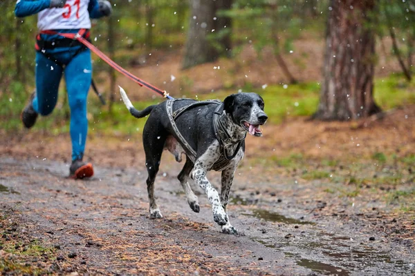 Canicross dog mushing race — Stock Photo, Image