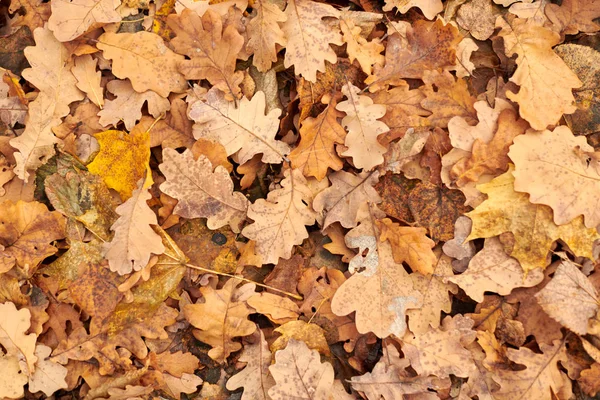 Foglie d'autunno, vista dall'alto — Foto Stock