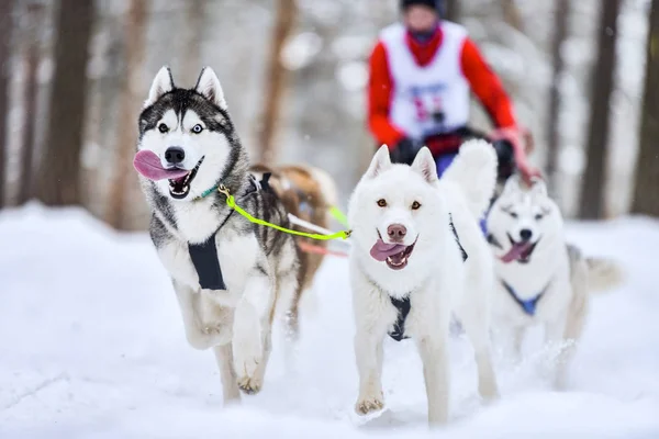 Siberian husky sled dog racing