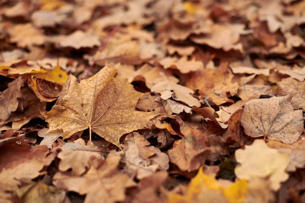 Hojas de otoño en el parque de la ciudad —  Fotos de Stock