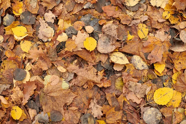 Foglie d'autunno, vista dall'alto — Foto Stock