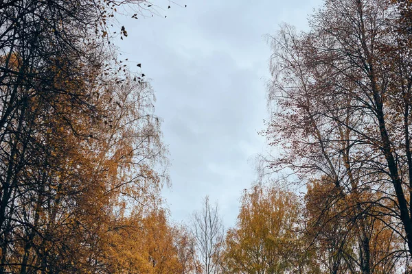 Őszi nyírfa koronák sikátor — Stock Fotó