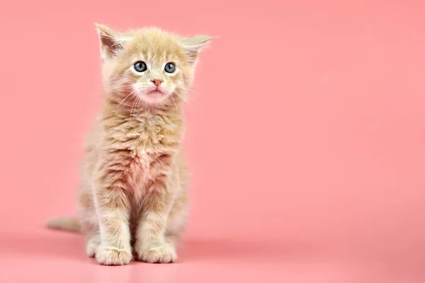 Maine mapache crema gatito — Foto de Stock