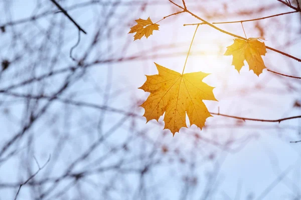 Hoja de otoño en rama, espacio para copiar —  Fotos de Stock