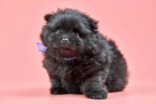 Pomeranian Spitz filhote de cachorro no fundo rosa — Fotografia de Stock