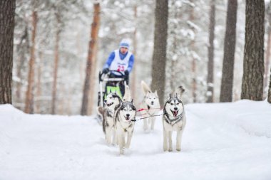 Husky kızak köpek yarışı
