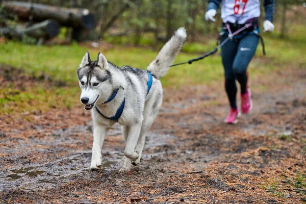 Canicross cão mushing corrida — Fotografia de Stock