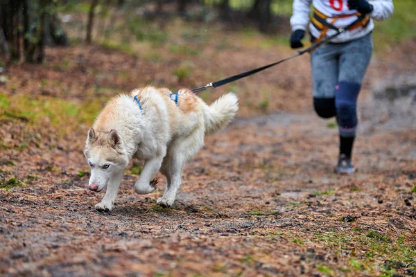 Canicross cão mushing corrida — Fotografia de Stock