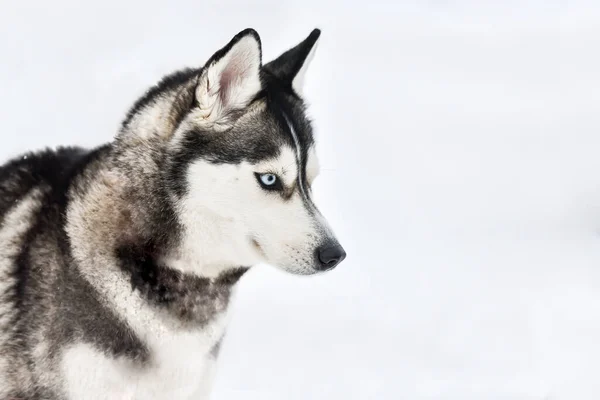 Husky cão na caminhada — Fotografia de Stock