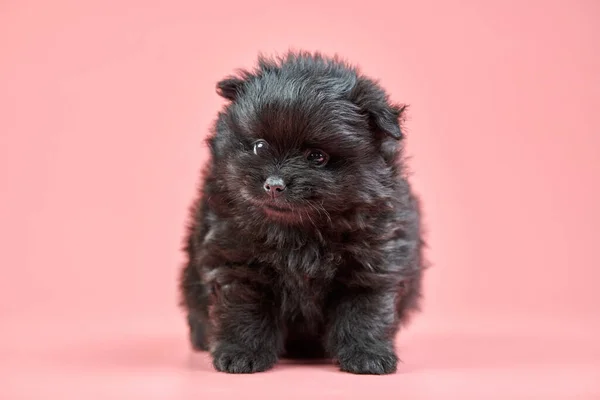 Pomeranian Spitz puppy on pink background — Stock Photo, Image