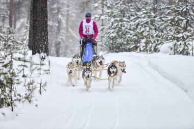 Sibirya Husky kızak köpeği yarışı