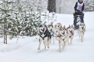 Sibirya Husky kızak köpeği yarışı