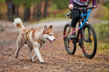 Bisikletli köpek ezme yarışı