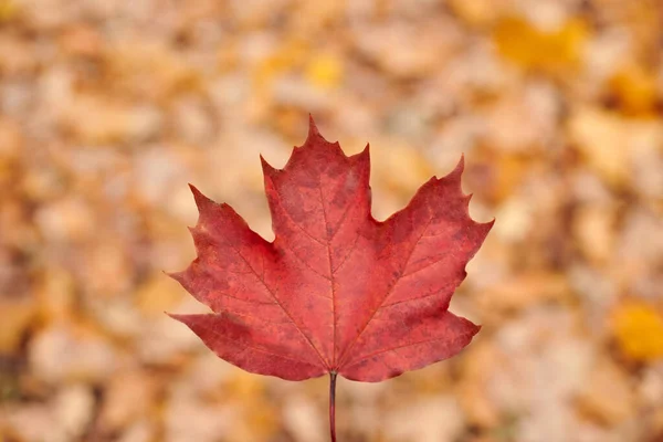 Hoja roja de otoño sobre fondo de follaje amarillo —  Fotos de Stock