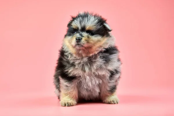 Pomerania Spitz cucciolo su sfondo rosa — Foto Stock