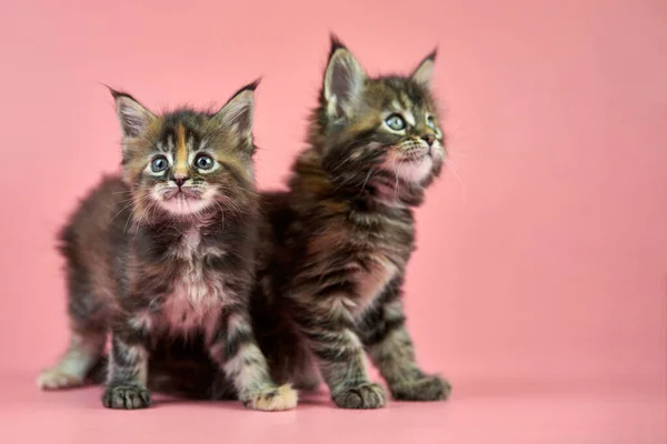 Maine coon tortoishell kittens — стокове фото