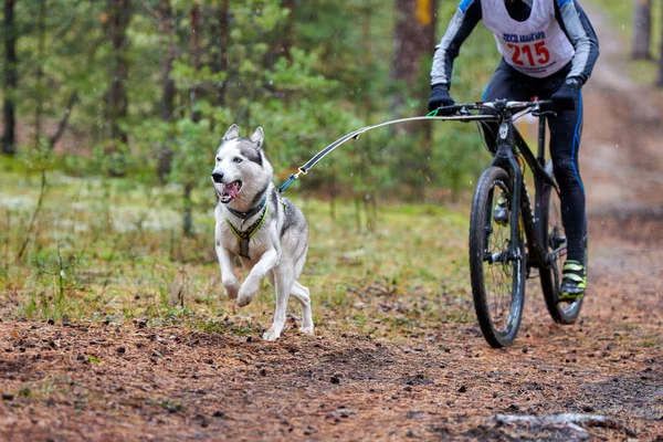 Bikejoring dog mushing race — 图库照片