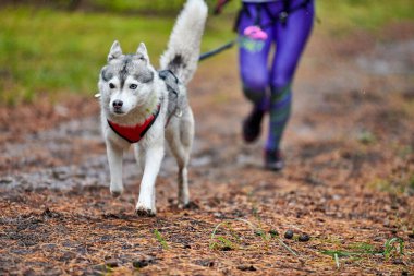 Canicross köpek ezme yarışı
